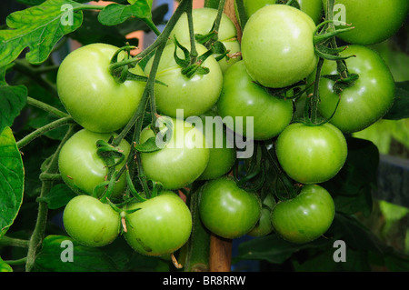 Gros Bouquet de tomates vertes sur vigne en serre. Dorset, Royaume-Uni, août 2010 Banque D'Images