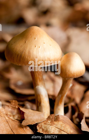 Les jeunes champignons webcap Surprise (Cortinarius semisanguineus) Banque D'Images