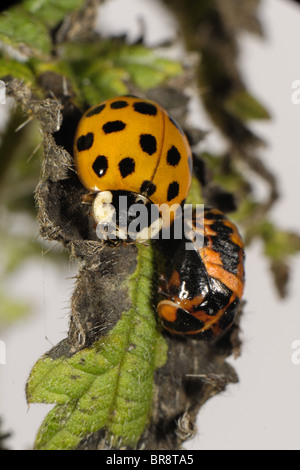 Coccinelle arlequin (Harmonia axyridis) nouvelle sortie de sa chrysalide sur une ortie Banque D'Images