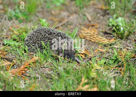 Hérisson d'Europe occidentale (Erinaceus europaeus) manger un ver de terre - Bruxelles - Belgique Banque D'Images