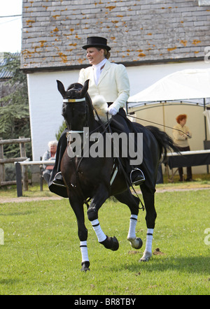 Black Morgan Horse stallion étant monté par une femme en vêtements traditionnels Banque D'Images