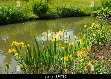 Le Rock Garden, Wisley RHS Garden, Surrey, UK. Iris jaunes. Banque D'Images