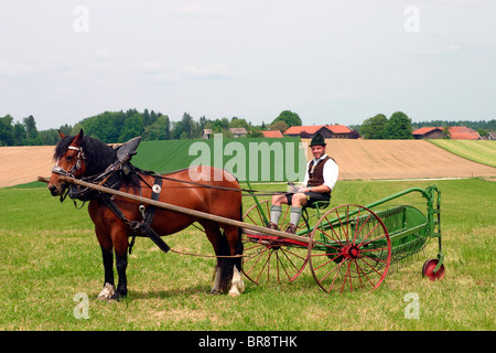 L'Allemand du sud Coldblood (Equus caballus) tirant une faneuse. Banque D'Images