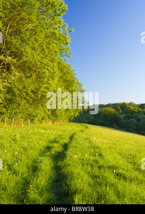 Chemin à travers champ, Downs au nord, près de Ranmore Dorking, Surrey, UK Banque D'Images