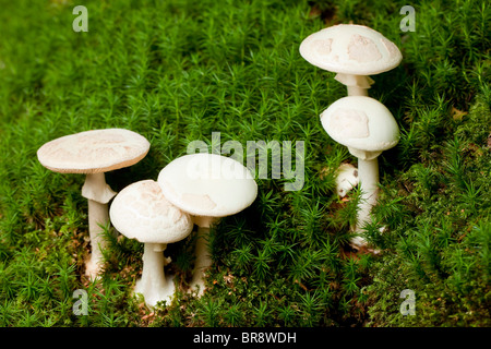 Faux plafond mort champignons (Amanita citrina) Banque D'Images