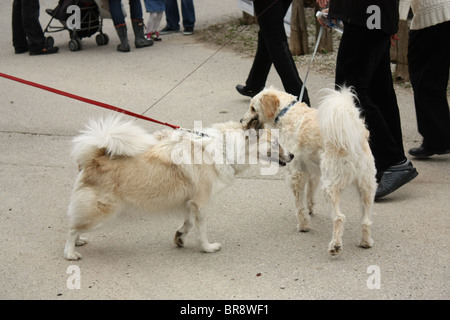 Deux chiens blancs de l'autre Banque D'Images