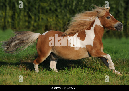 Poney Shetland (Equus ferus caballus). Hongre Pinto au galop sur un pré. Banque D'Images