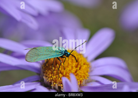 Forestier commun Procris - Adscita statices (statices) collecte de nectar sur une fleur sauvage en été - Cévennes - France Banque D'Images