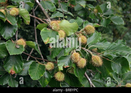Hêtre (Fagus sylvatica) dans le secteur des fruits, au Royaume-Uni. Banque D'Images