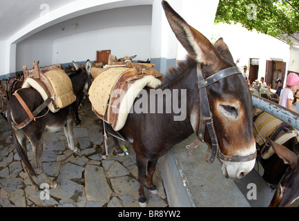 Les ânes dans l'Âne Gare Lindos Rhodes Iles grecques Grèce Hellas Banque D'Images