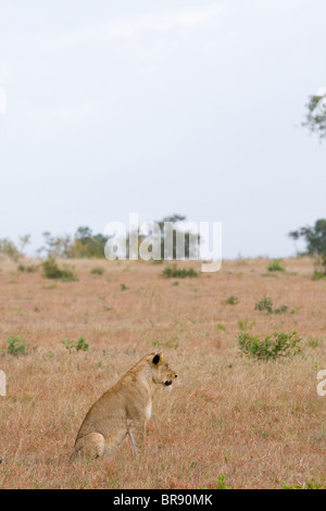 Une femme lion ou lionne, Panthera leo, s'asseoir et regarder dans un parc de jeu en Afrique du Sud Banque D'Images