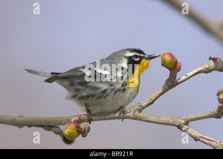 Mâle adulte Paruline à gorge jaune perché dans un arbre en herbe Banque D'Images