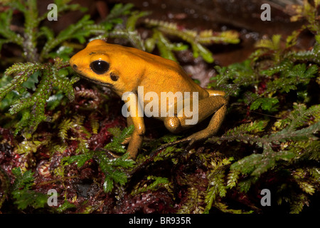 Golden Poison Dart Frog (Phyllobates terribilis) Banque D'Images