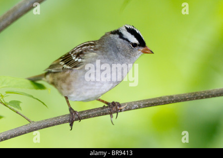 Des profils Bruant à couronne blanche perché sur une branche Banque D'Images