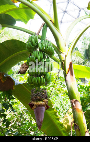 Banana tree à l'Eden Project. Crayons ou la chaleur est la fleur pourpre en forme de larme étant appelé la nouvelle "viande" vegan. Banque D'Images