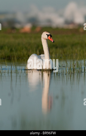 Cygne muet, Cygnus olor, usines derrière, Kent, Angleterre, Mai Banque D'Images