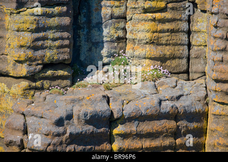 Colonne basaltiques près de Stykkisholmur, Islande. Banque D'Images