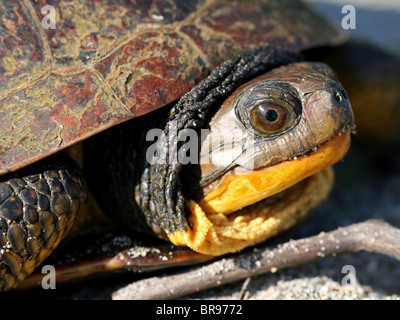 Femme Tortue mouchetée (Emydoidea blandingii) Banque D'Images