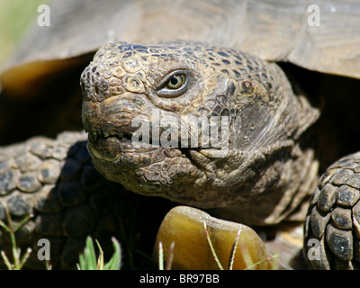 La tortue du désert (Gopherus agassizii) en Californie Banque D'Images