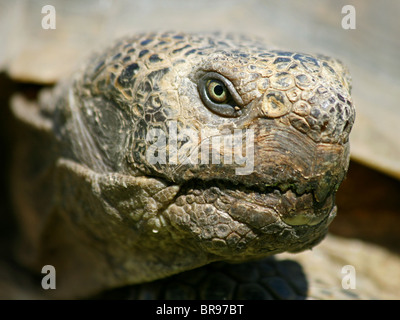 La tortue du désert (Gopherus agassizii) en Californie Banque D'Images