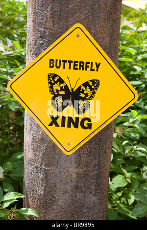 Butterfly crossing sign en plein air sur un arbre nature insectes forêt jardin botanique signe unique xing signalisation prendre soin Attention Banque D'Images