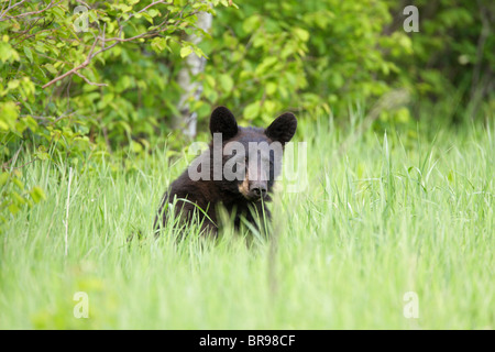 Ours noir Ursus americanus cub yearling assis dans l'herbe haute avec le contact avec les yeux Banque D'Images