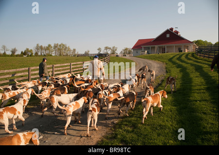 Balade fox hounds Banque D'Images