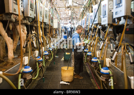 Les vaches laitières être traite en Colora Le Maryland Banque D'Images