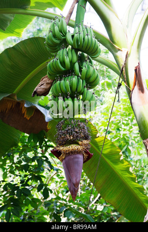 Banana tree à l'Eden Project. Crayons ou la chaleur est la fleur pourpre en forme de larme étant appelé la nouvelle "viande" vegan. Banque D'Images