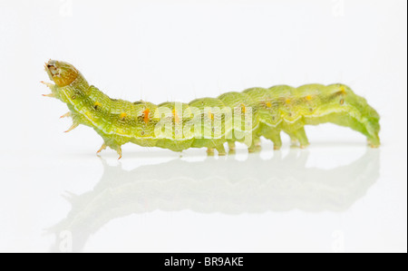 Caterpillar vert sur blanc ; la larve de chou (Mamestra brassicae) Banque D'Images