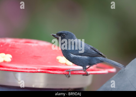 Récent à flancs blancs (Momotus albilatera albilatera) sur un convoyeur. Banque D'Images