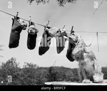 1950 SA MÈRE Cocker Anglais 4 chiots en chaussettes sur une corde à linge Banque D'Images