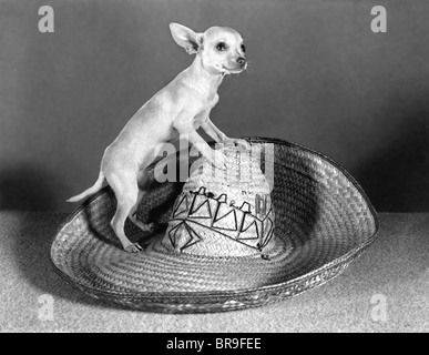 CHIHUAHUA MEXICAIN DEBOUT SUR UN SOMBRERO DE PAILLE TOUT PETIT petit chien grand chapeau Banque D'Images