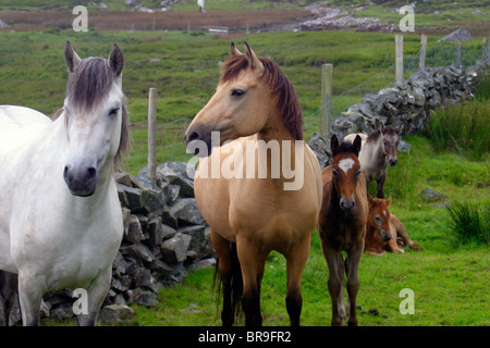 L'Irlande. Les chevaux de la ferme du Connemara en Irlande. Banque D'Images