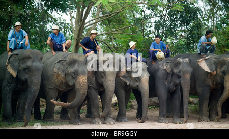 Une ligne d'éléphants avec leurs cornacs assis sur le dessus d'eux Pattaya Elephant Village Pattaya en Thaïlande. Banque D'Images