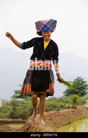 Soldes femme Hmong pieds nus dans les rizières. Banque D'Images