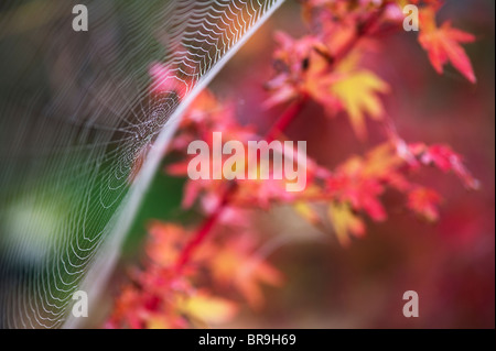 Spiders web dans un jardin en face d'un arbre d'acer Banque D'Images