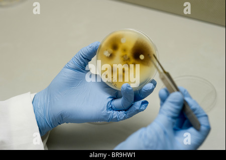 Les cultures de champignons en phytopathologie lab Banque D'Images