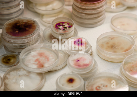 Les cultures de champignons en phytopathologie lab Banque D'Images