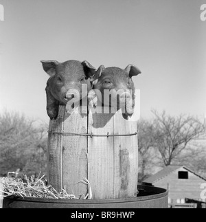 Années 1950 DEUX PORCELETS PORCS DUROC DANS UN CLOU FÛT BARIL GRANGE DE FERME EN ARRIÈRE-PLAN LE BARIL DE PORC MIGNON Banque D'Images