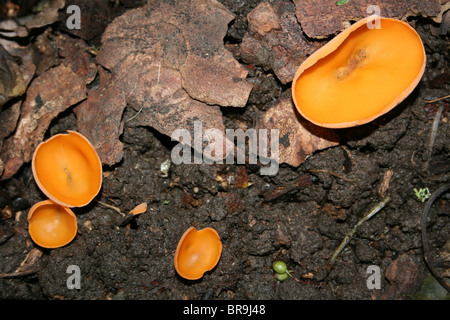 Orange Peel Champignon Aleuria aurantia prises à Dibbinsdale LNR, Wirral, UK Banque D'Images