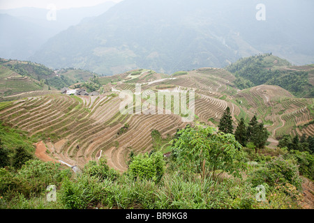 La Chine, Guangxi, longsheng, Dragon's backbone rice terraces Banque D'Images