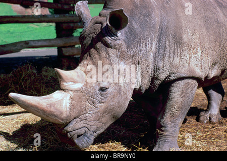 Square-Lipped aka White Rhino Rhinoceros (Ceratotherium simum) Banque D'Images