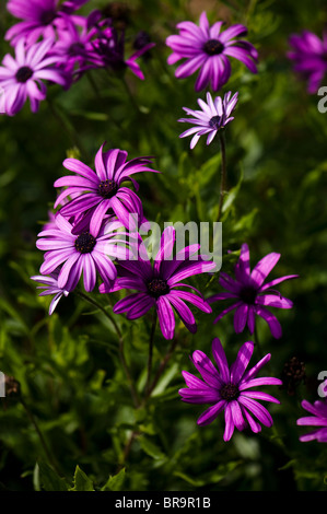 Osteospermum 'Cannington James Elliman', Daisy africains, en fleurs Banque D'Images