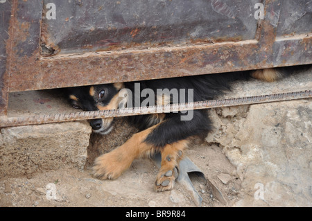 Chien couché pris au piège Banque D'Images