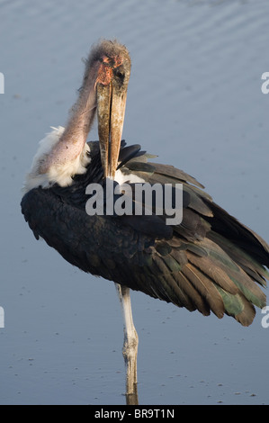 Marabout AFRICAIN AFRICAINE PLUMES ÉLAGAGE PARC NATIONAL DE TARANGIRE TANZANIE AFRIQUE Banque D'Images