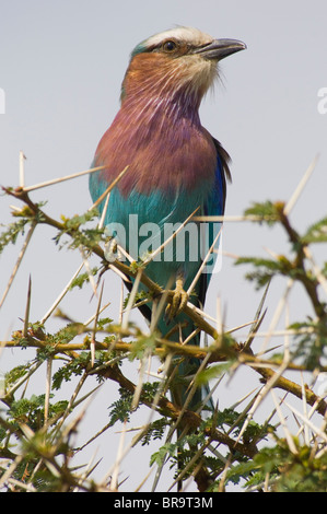 LILAC BREASTED ROLLER COLORÉS OISEAU SUR BRANCHE ÉPINEUSE LEWA DOWNS KENYA AFRIQUE Banque D'Images