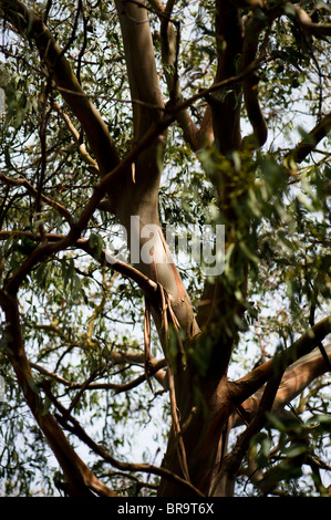 Eucalyptus Perriniana, Spinning Gum Tree Banque D'Images