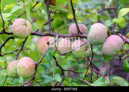 Les fruits du cognassier Chaenomeles superba japonais Banque D'Images