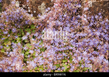 Bellflower Campanula poscharskyana, Serbe Banque D'Images